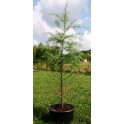 Larix decidua 170-190