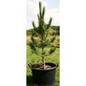 Pinus cembra 150-160