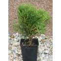 Thuja Danica 40