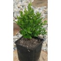 Buxus Globosa  30