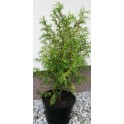 Thuja Zebrina 80-90