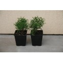 Thuja Little Champion 40-50