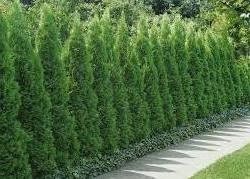 Thuja Smaragd